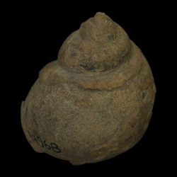 Tylostoma