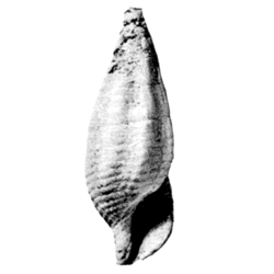 Vascellum elegans