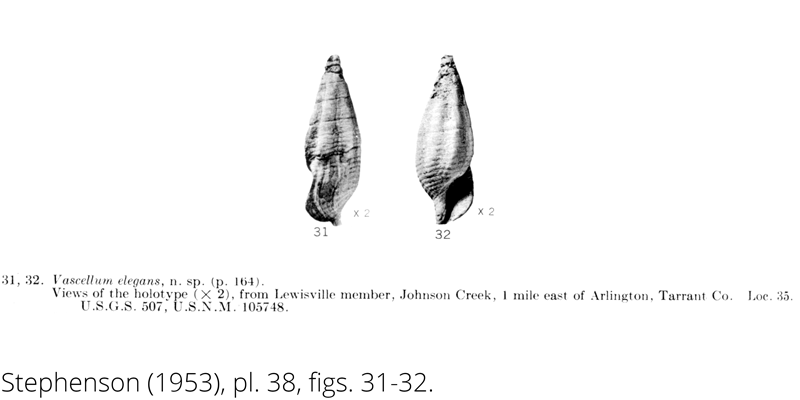 <i> Vascellum elegans </i> from the Cenomanian Woodbine Fm. of Texas (Stephenson 1953).