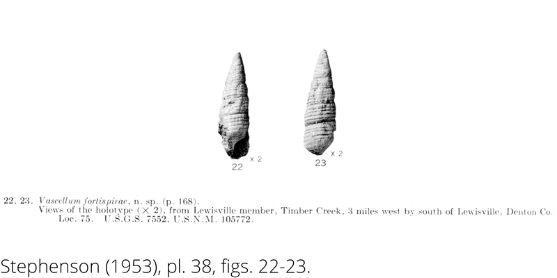 <i> Vascellum fortispirae </i> from the Cenomanian Woodbine Fm. of Texas (Stephenson 1953).