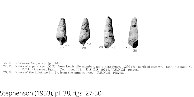 <i> Vascellum leve </i> from the Cenomanian Woodbine Fm. of Texas (Stephenson 1953).