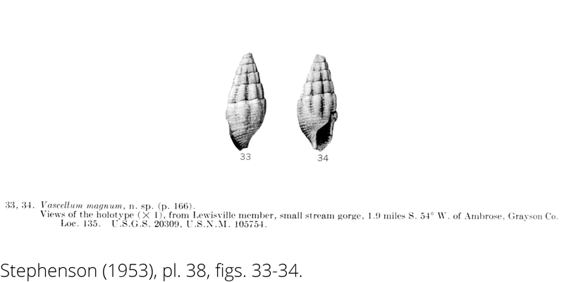 <i> Vascellum magnum </i> from the Cenomanian Woodbine Fm. of Texas (Stephenson 1953).