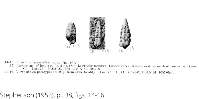 <i> Vascellum minusculum </i> from the Cenomanian Woodbine Fm. of Texas (Stephenson 1953).