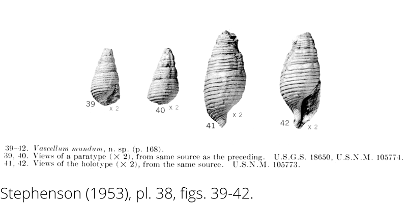 <i> Vascellum mundum </i> from the Cenomanian Woodbine Fm. of Texas (Stephenson 1953).