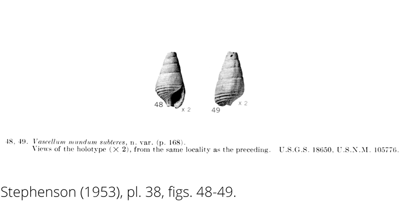 <i> Vascellum mundum subteres </i> from the Cenomanian Woodbine Fm. of Texas (Stephenson 1953).