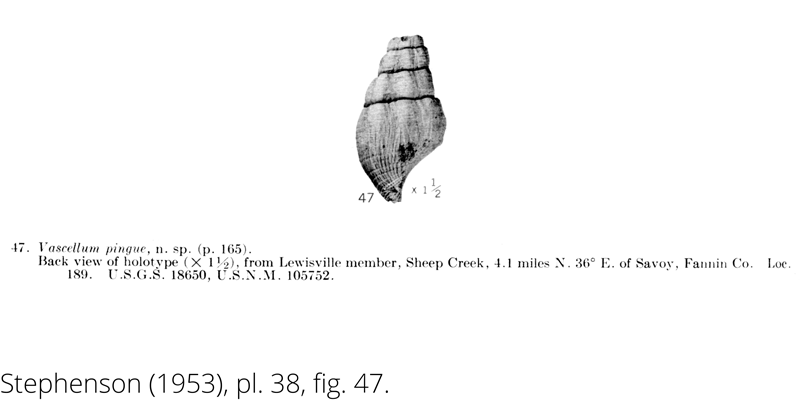 <i> Vascellum pingue </i> from the Cenomanian Woodbine Fm. of Texas (Stephenson 1953).