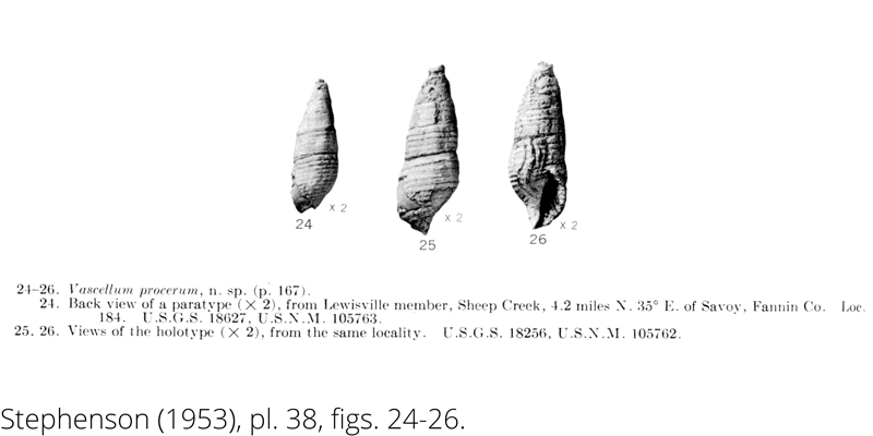 <i> Vascellum procerum </i> from the Cenomanian Woodbine Fm. of Texas (Stephenson 1953).