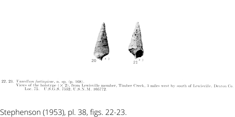 <i> Vascellum rivanum </i> from the Cenomanian Woodbine Fm. of Texas (Stephenson 1953).