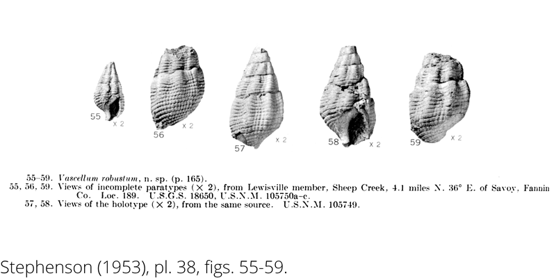 <i> Vascellum robustum </i> from the Cenomanian Woodbine Fm. of Texas (Stephenson 1953).