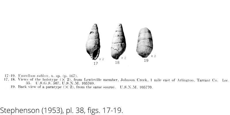 <i> Vascellum subleve </i> from the Cenomanian Woodbine Fm. of Texas (Stephenson 1953).