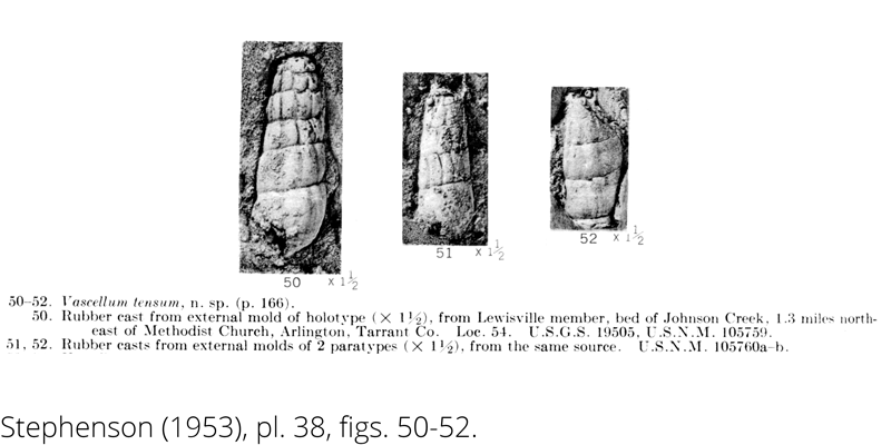 <i> Vascellum tensum </i> from the Cenomanian Woodbine Fm. of Texas (Stephenson 1953).