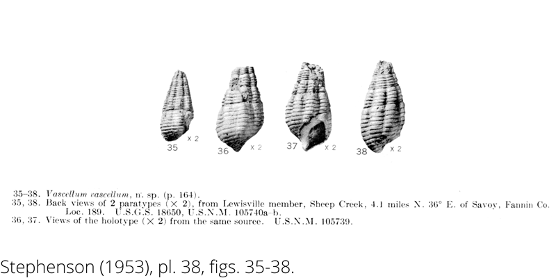 <i> Vascellum vascellum </i> from the Cenomanian Woodbine Fm. of Texas (Stephenson 1953).