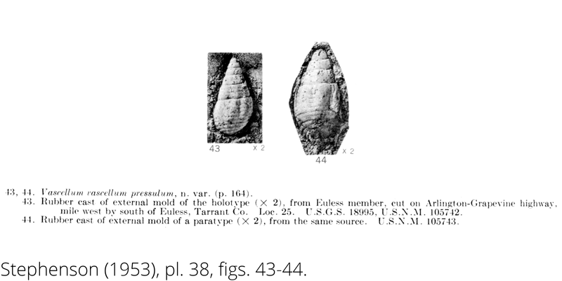 <i> Vascellum vascellum pressulum </i> from the Cenomanian Woodbine Fm. of Texas (Stephenson 1953).