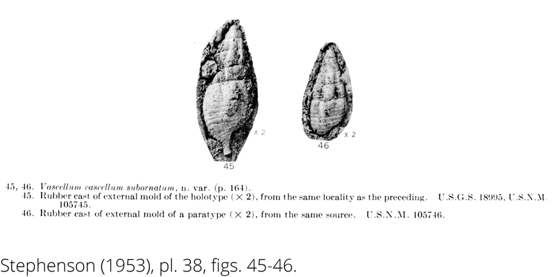 <i> Vascellum vascellum subornatum </i> from the Cenomanian Woodbine Fm. of Texas (Stephenson 1953).