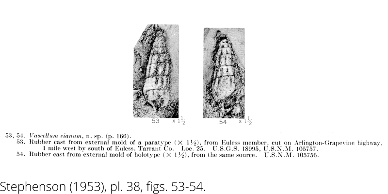 <i> Vascellum vianum </i> from the Cenomanian Woodbine Fm. of Texas (Stephenson 1953).