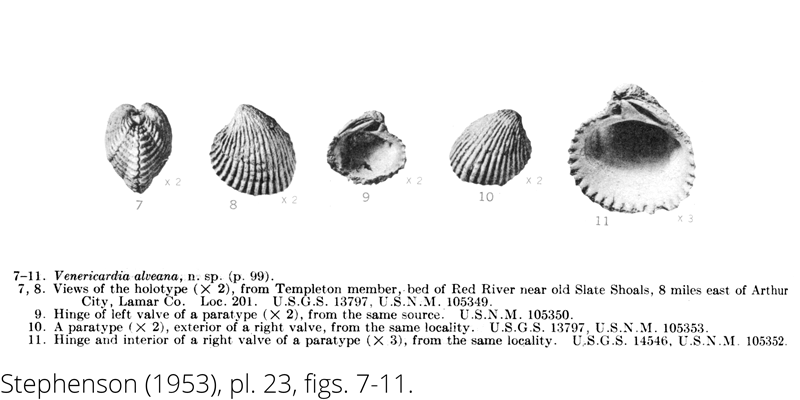 <i> Venericardia alveana </i> from the Cenomanian Woodbine Fm. of Texas (Stephenson 1953).