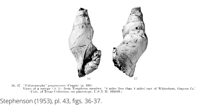 <i> Volutomorpha graysonensis </i> from the Cenomanian Woodbine Fm. of Texas (Stephenson 1953).