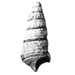 Voysa compacta