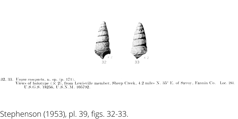 <i> Voysa compacta </i> from the Cenomanian Woodbine Fm. of Texas (Stephenson 1953).