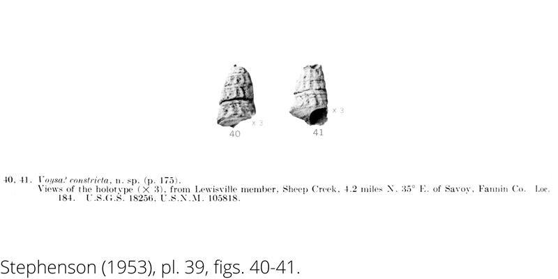 <i> Voysa constricta </i> from the Cenomanian Woodbine Fm. of Texas (Stephenson 1953).