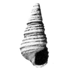 Voysa craticula