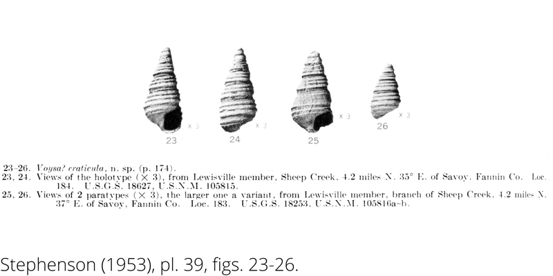 <i> Voysa craticula </i> from the Cenomanian Woodbine Fm. of Texas (Stephenson 1953).