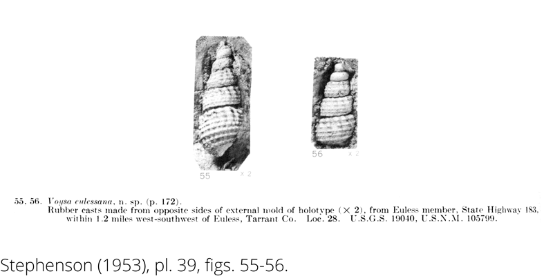 <i> Voysa eulessana </i> from the Cenomanian Woodbine Fm. of Texas (Stephenson 1953).