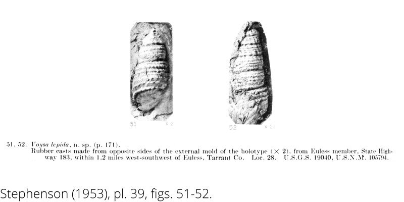 <i> Voysa lepida </i> from the Cenomanian Woodbine Fm. of Texas (Stephenson 1953).