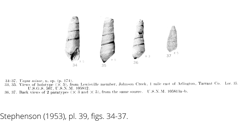 <i> Voysa minor </i> from the Cenomanian Woodbine Fm. of Texas (Stephenson 1953).