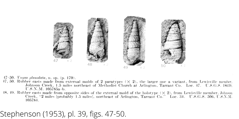 <i> Voysa planolata </i> from the Cenomanian Woodbine Fm. of Texas (Stephenson 1953).