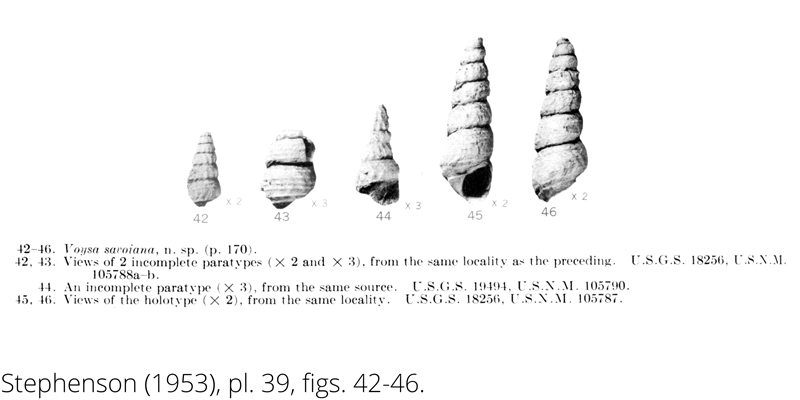 <i> Voysa savoiana </i> from the Cenomanian Woodbine Fm. of Texas (Stephenson 1953).