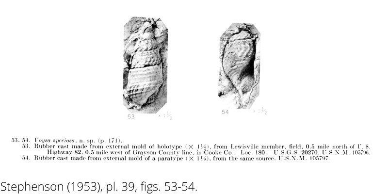 <i> Voysa speciosa </i> from the Cenomanian Woodbine Fm. of Texas (Stephenson 1953).