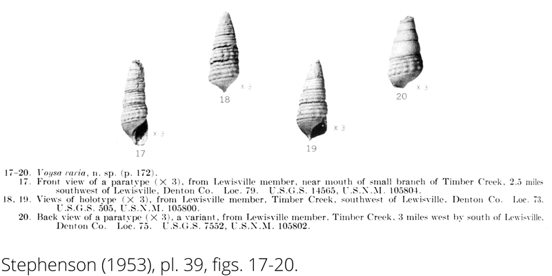 <i> Voysa varia </i> from the Cenomanian Woodbine Fm. of Texas (Stephenson 1953).