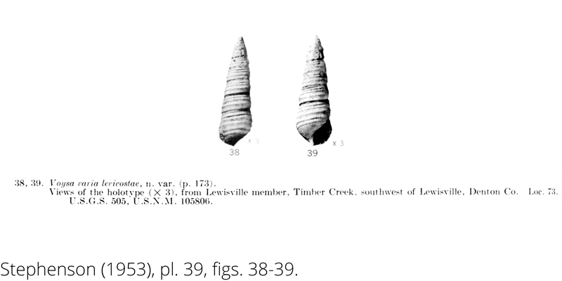 <i> Voysa varia levicostae </i> from the Cenomanian Woodbine Fm. of Texas (Stephenson 1953).