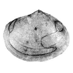 Aliomactra compressa