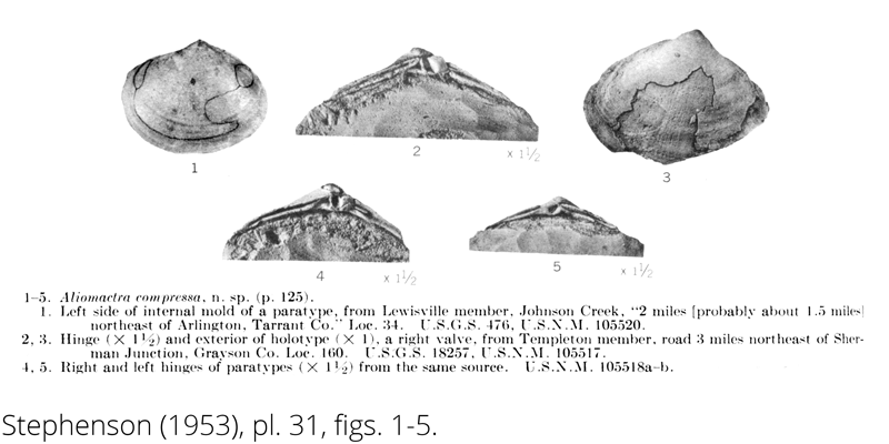 <i> Aliomactra compressa </i> from the Cenomanian Woodbine Fm. of Texas (Stephenson 1953).