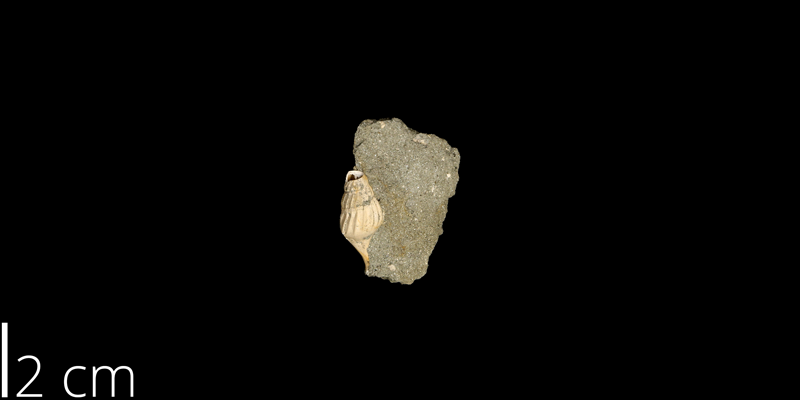 <i> Anchura calcaris </i> from the Maastrichtian Owl Creek Fm. of Tippah County, Mississippi (UNM 14861).