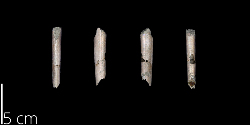 <i> Baculites claviformis </i> from the Maastrichtian Owl Creek Fm. of Tippah County, Mississippi (UNM 14826).