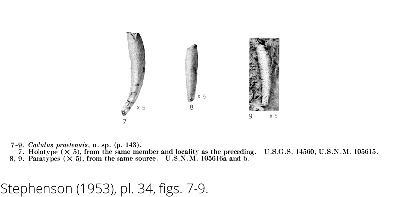 <i> Cadulus praetenuis </i> from the Cenomanian Woodbine Fm. of Texas (Stephenson 1953).