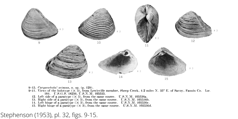 <i> Caryocorbula ovisana </i> from the Cenomanian Woodbine Fm. of Texas (Stephenson 1953).