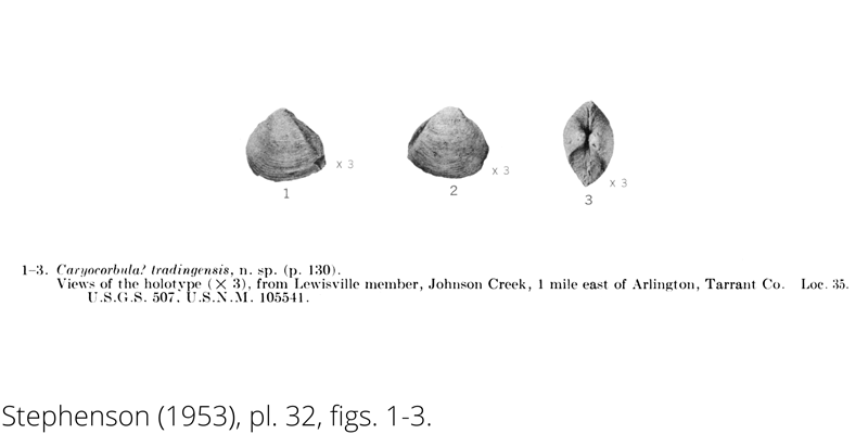 <i> Caryocorbula tradingensis </i> from the Cenomanian Woodbine Fm. of Texas (Stephenson 1953).