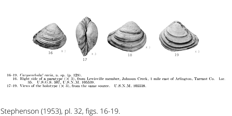 <i> Caryocorbula varia </i> from the Cenomanian Woodbine Fm. of Texas (Stephenson 1953).