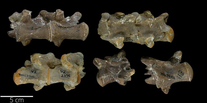<i> Clidastes liodontus </i> from the Late Cretaceous Niobrara Fm. of Wallace County, Kansas (YPM VP 024916).