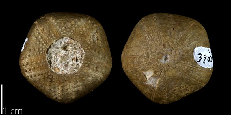 <i> Codiopsis texana </i> from the Late Cretaceous Buda Limestone Fm. of Travis County, Texas (UT 39028).