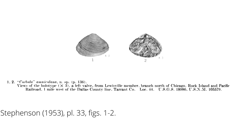 <i> Corbula amniculana </i> from the Cenomanian Woodbine Fm. of Texas (Stephenson 1953).