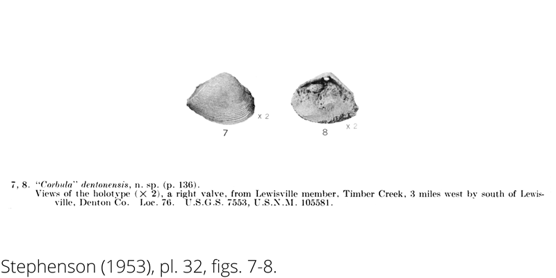 <i> Corbula dentonensis </i> from the Cenomanian Woodbine Fm. of Texas (Stephenson 1953).