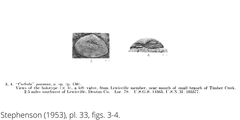 <i> Corbula ponsana </i> from the Cenomanian Woodbine Fm. of Texas (Stephenson 1953).