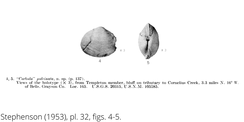 <i> Corbula pulvinata </i> from the Cenomanian Woodbine Fm. of Texas (Stephenson 1953).