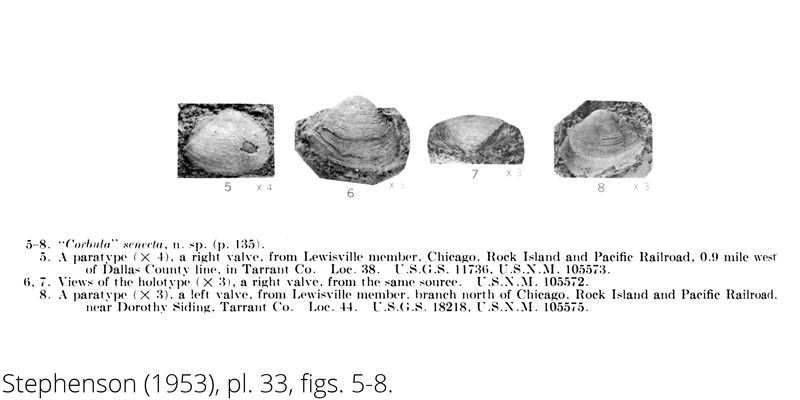 <i> Corbula senecta </i> from the Cenomanian Woodbine Fm. of Texas (Stephenson 1953).