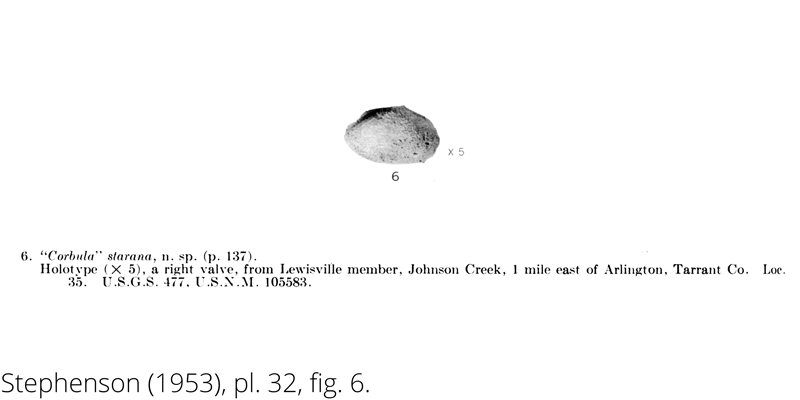 <i> Corbula starana </i> from the Cenomanian Woodbine Fm. of Texas (Stephenson 1953).